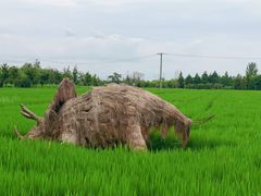 -嘉北郊野公园