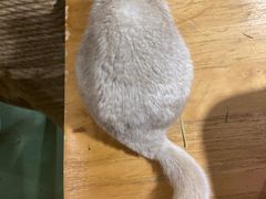 -藦茜花园宠物主题亲子互动体验馆(国顺东路店)