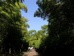 -都江堰中华大熊猫苑