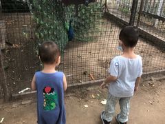 -意大利农场度假村