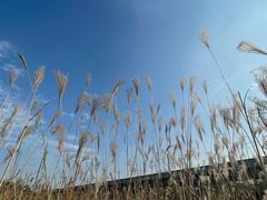 -桤木河湿地公园