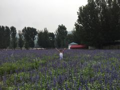 -紫海香堤香草艺术庄园