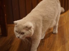 -猫友咖啡店(玉林西路店)