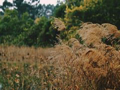 -白鹭湾湿地公园