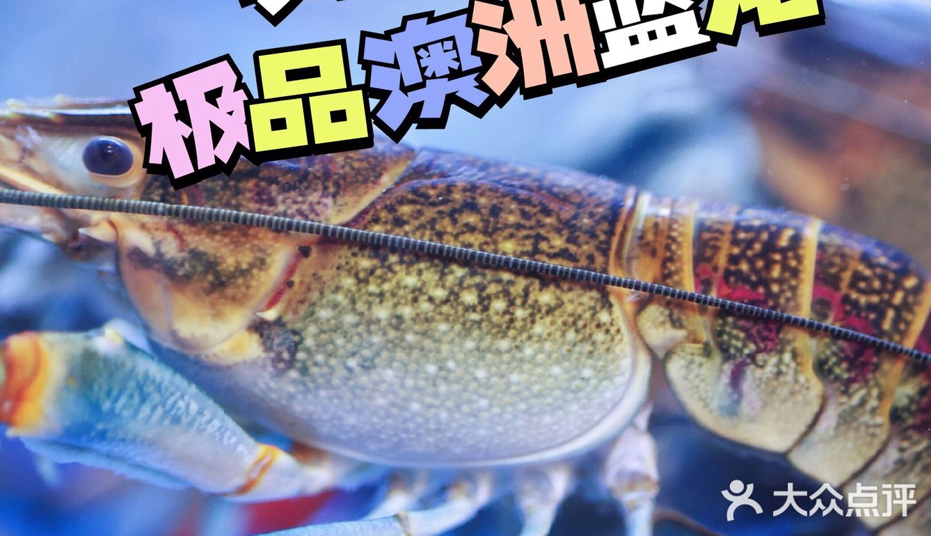 今日头牌,极品澳洲蓝龙小龙虾02