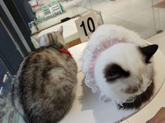 -怪兽屋·羊驼·猫咖·狗咖(俊华广场店)