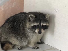 -浣熊柯尔鸭土拨鼠·电玩咖