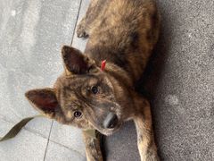 -桂林市花鸟市场