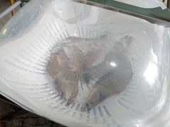 -蚝专家