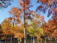 -泗洪洪泽湖湿地景区