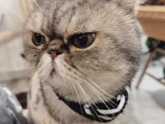-楼上猫咖(罗湖店)