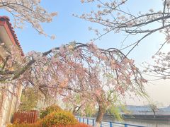 -高东镇樱花园