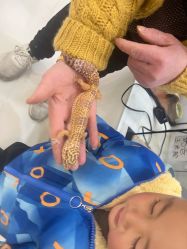 -Moni星球萌宠·小马宝莉·灵蛇·高端高阶全萌宠互动体验俱乐部(红豆国际广场店)