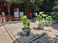 -秋霞圃