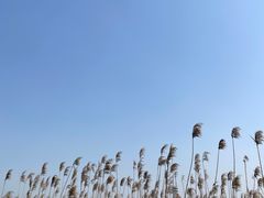 -上海吴淞炮台湾国家湿地公园
