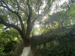 -吴山景区