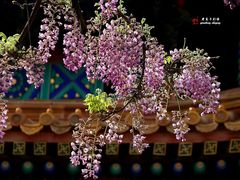 -北京国子监胡同