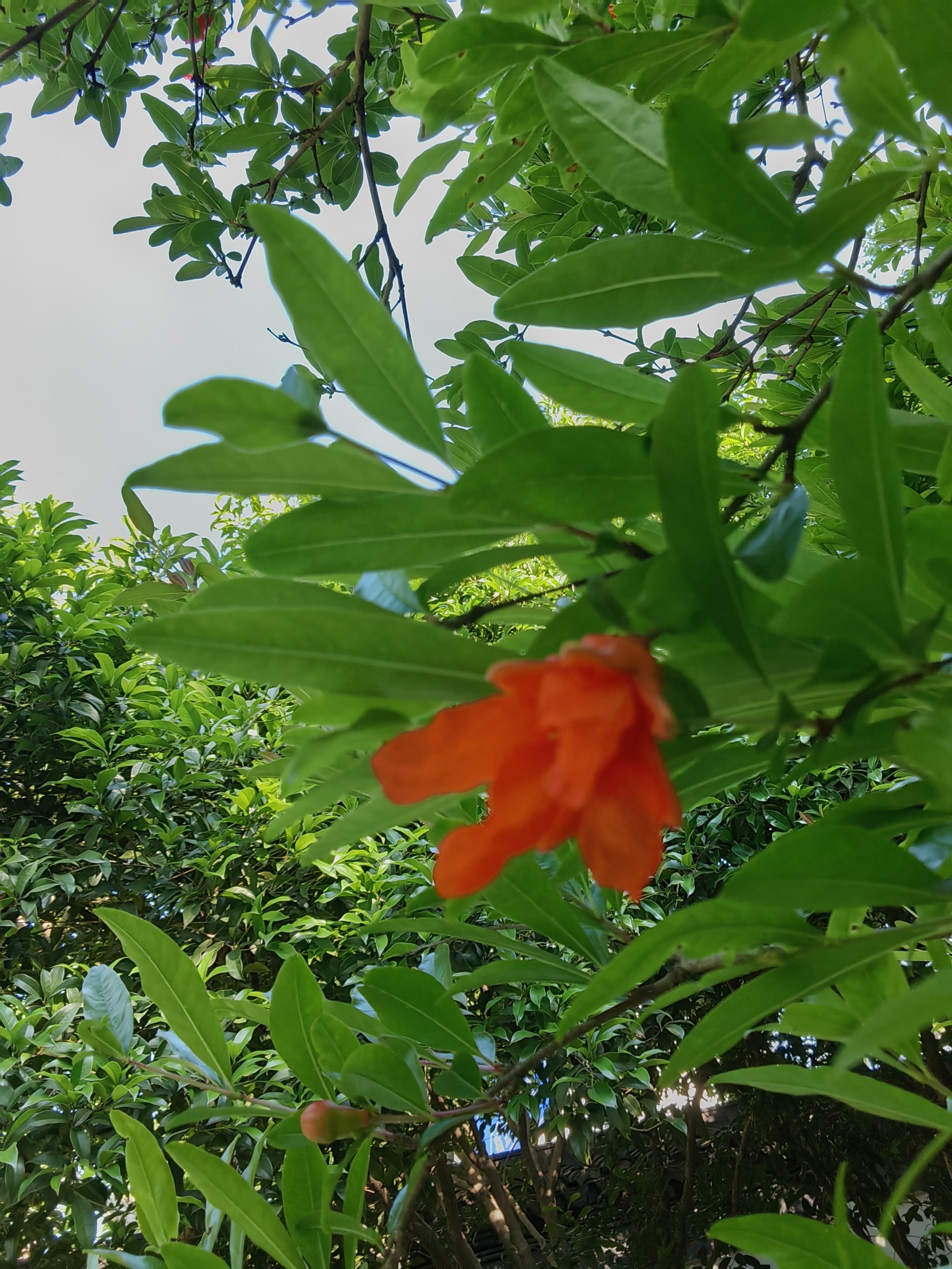 花花情报官