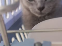 -艾贝尔宠物医院·24H转诊中心·肿瘤猫专科(江宁双龙店)