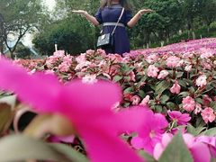 -松山湖梦幻百花洲