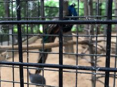 -石家庄市动物园