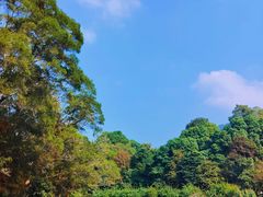 -深圳仙湖植物园