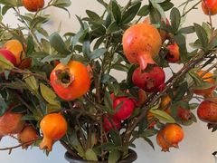-席家花园(巨鹿花园店)