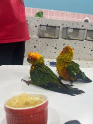 -Moni星球萌宠·小马宝莉·灵蛇·高端高阶全萌宠互动体验俱乐部(红豆国际广场店)