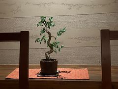 -湖月·割烹料理(湖滨店)