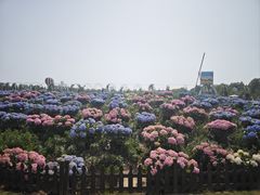 -荷兰花海