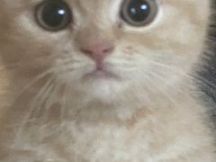 -欣宠猫屋·矮脚拿破仑·蓝金金渐层