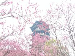 -洋湖国家湿地公园