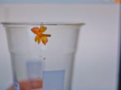 -麦隆咖啡(北大店)