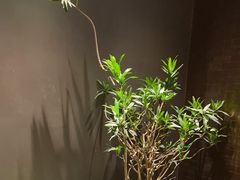 -青螺餐厅·家宴(松雅湖店)