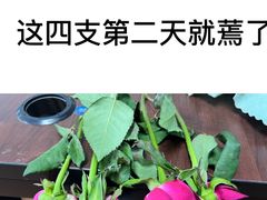 -朝来春花卉市场
