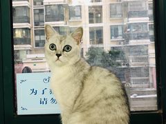 -喵的天空名猫咖啡馆·撸猫·猫舍·用品