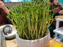 活体豆苗-笨小满·钱缸缸火锅(江汉路M+店)