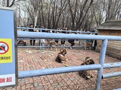 -长白岛森林公园