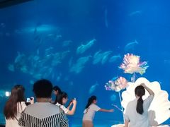 -烟台海昌鲸鲨海洋公园