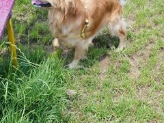 -趣玩宠物乐园寄养训犬训狗游泳池