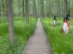 -合肥滨湖国家森林公园