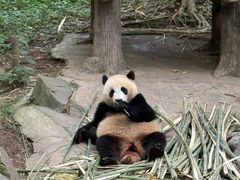-都江堰中华大熊猫苑