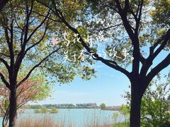 -贡湖湾湿地公园
