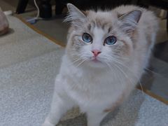 -琪喵猫屋·撸猫猫咖·猫舍