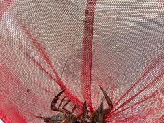 -同銮特种养殖场·龙虾垂钓