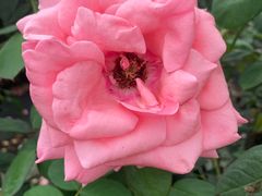 -亚龙湾国际玫瑰谷