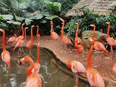 -海南热带野生动植物园