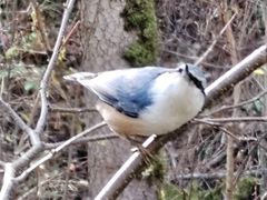 -五营红松林海景区