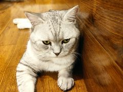 -绒爪撸猫下午茶·猫咖