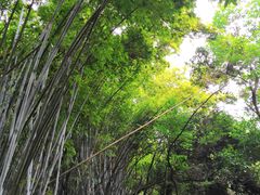 -火炉山森林公园